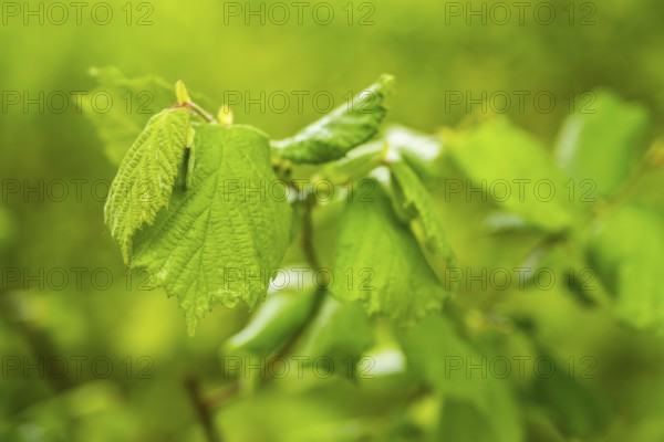Common hazel (Corylus avellana) leaves in a forest in spring, Bavaria, Germany