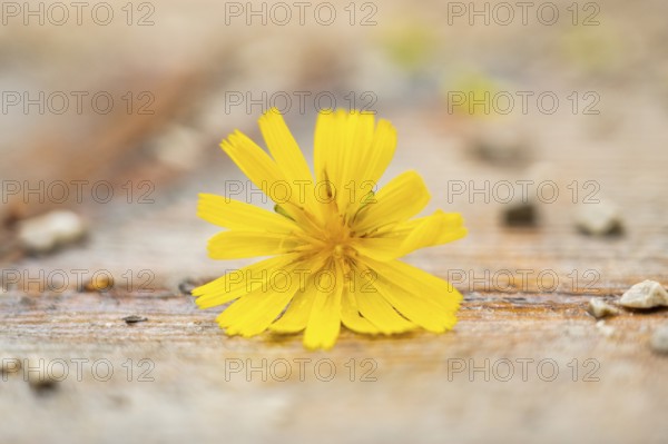Yellow blossom lying on the ground, Austria