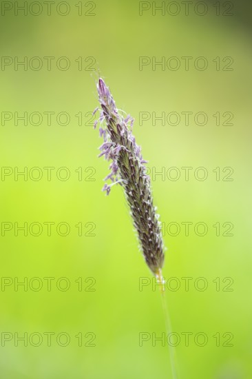 Meadow foxtail (Alopecurus pratensis) grass blooming in spring, Bavaria, Germany