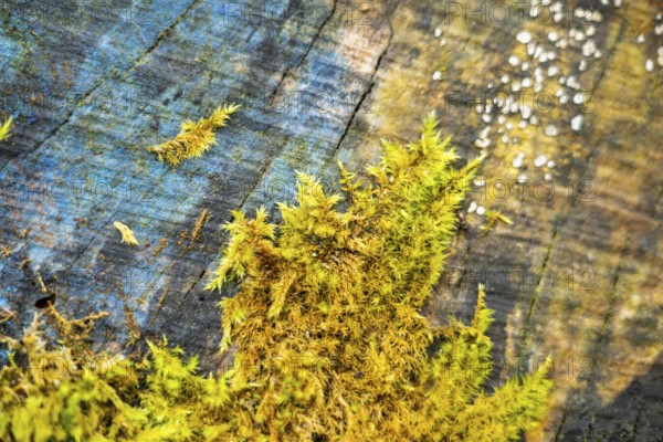 Red-stemmed feathermoss (Pleurozium schreberi) growing on old wood in a forest, Bavaria, Germany