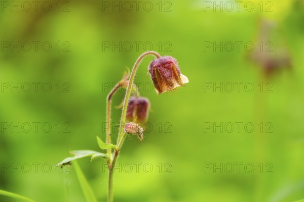 Water avens (Geum rivale), blossom, detail, Bavaria, Germany