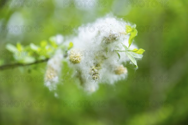 Eastern crack-willow (Salix euxina), pussy willow, seeds in spring, detail, Upper Palatinate, Bavaria, Germany