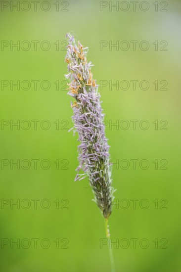 Meadow foxtail (Alopecurus pratensis) grass blooming in spring, Bavaria, Germany