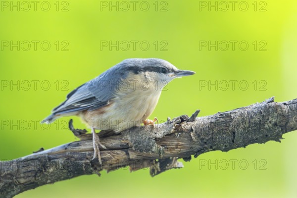 Eurasian nuthatch (Sitta europaea) sitting on a branch, Austria
