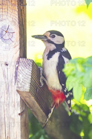 Great spotted woodpecker (Dendrocopos major) sitting on wooden slat, Austria