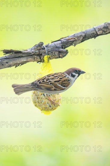 House sparrow (Passer domesticus) sitting on a tit dumbling, Austria