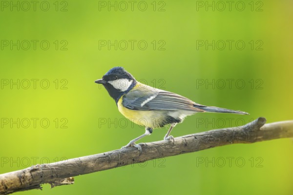 Great tit (Parus major) sitting on a branch, Austria