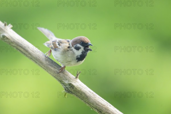House sparrow (Passer domesticus) sitting on a branch, Austria