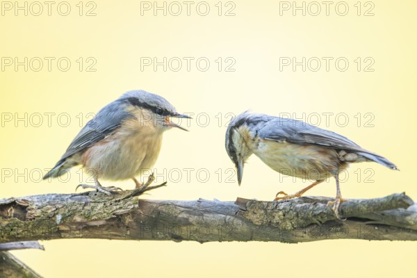 Eurasian nuthatch (Sitta europaea) mother with her youngster sitting on a branch, Austria
