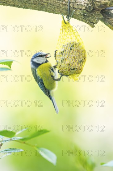 Eurasian blue tit (Cyanistes caeruleus) sitting on a tit dumbling, Austria