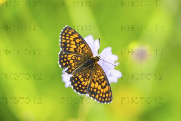 Heath fritillary (Mellicta athalia) butterfly sitting in a colorful blossom, Austria