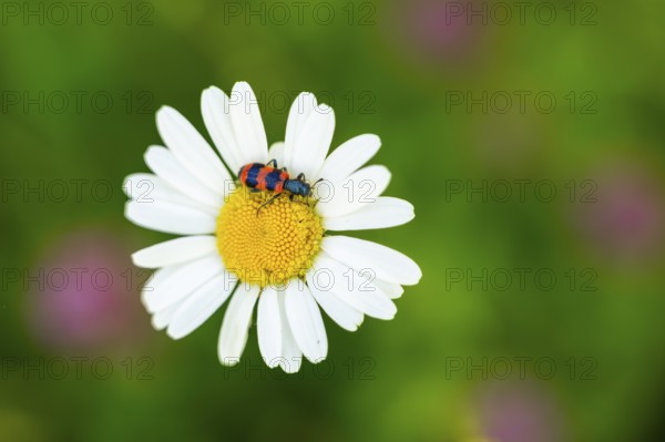 Trichodes apiarius beetle on a ox-eye daisy (Leucanthemum vulgare) blossom in summer, Austria