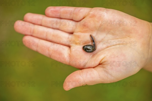 Tadpole lying on an open hand, Austria