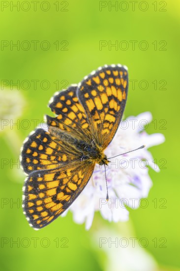 Heath fritillary (Mellicta athalia) butterfly sitting in a colorful blossom, Austria