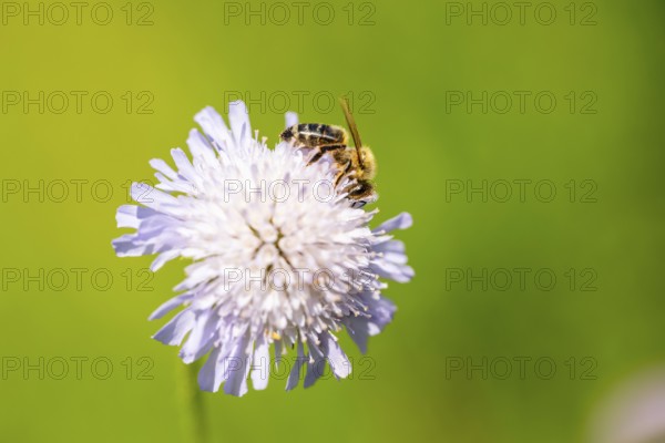 European honey bee (Apis mellifera) sitting on a flower, Austria