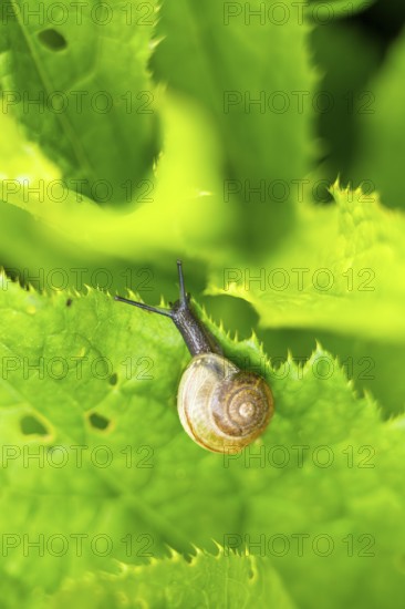 Copse snail (Arianta arbustorum) on a leaf, Austria