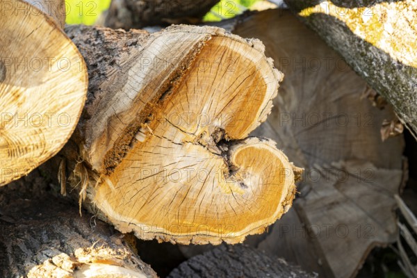 Cutten tree trunk in a forest, Bavaria, Germany