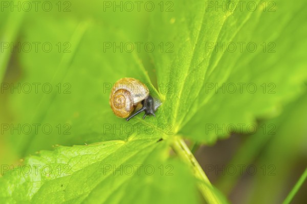 Copse snail (Arianta arbustorum) on a leaf, Austria