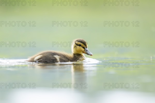 Wild duck (Anas platyrhynchos) chick swimming on a lake, Bavaria, Germany