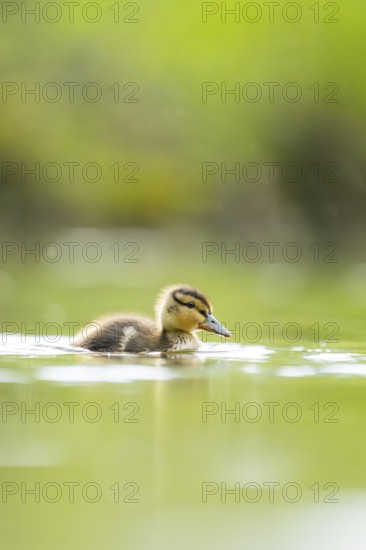 Wild duck (Anas platyrhynchos) chick swimming on a lake, Bavaria, Germany