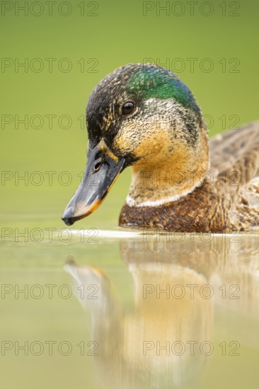 Wild duck (Anas platyrhynchos) male swimming in a lake, Bavaria, Germany