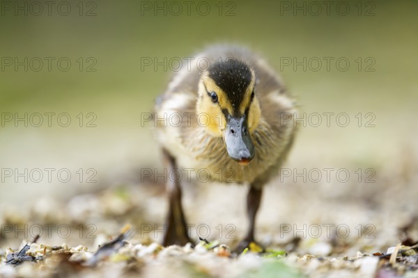 Wild duck (Anas platyrhynchos) chick standing at the schore of a little lake, Bavaria, Germany