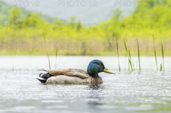 Wild duck (Anas platyrhynchos) male swimming in a lake, Bavaria, Germany