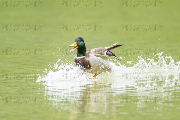 Wild duck (Anas platyrhynchos) male landing in a lake, Bavaria, Germany