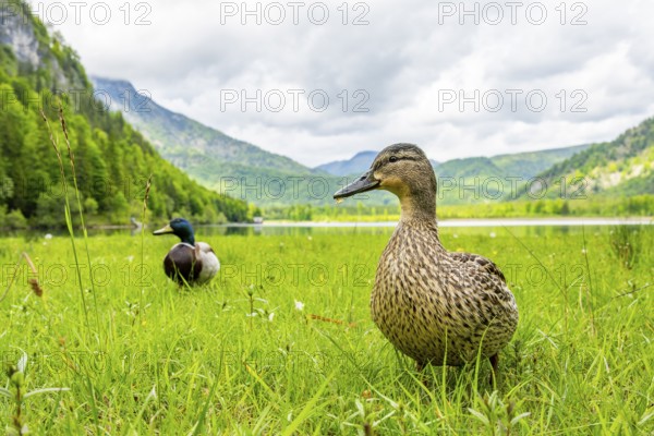 Wild duck (Anas platyrhynchos) male and female standing on a meadow next to a lake, Austria