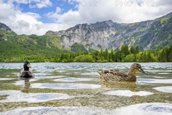 Wild duck (Anas platyrhynchos) male and female swimming in a lake, Austria