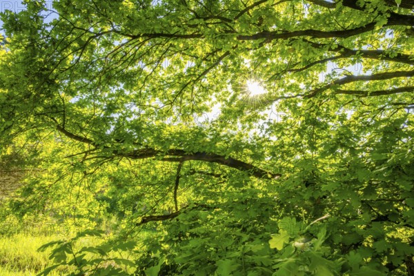 Pedunculate oak (Quercus robur) leafes against the sun light, Bavaria, Germany