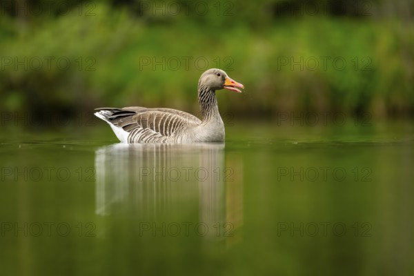 Close-up of a Greylag Goose (Anser anser) swimming in the water in spring, Austria