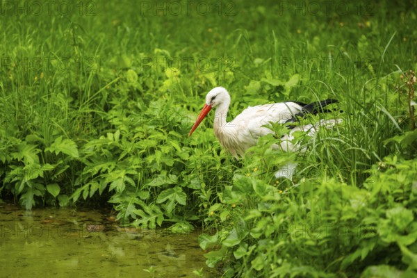 White stork (Ciconia ciconia) standing in a little lake, Austria