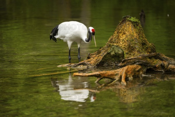 Red-crowned crane (Grus japonensis) standing in a little lake, Austria