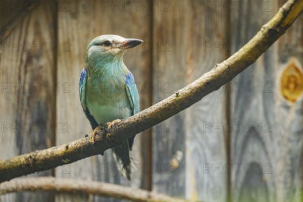 European roller (Coracias garrulus) sitting on a branch in front of a wooden wall, Austria