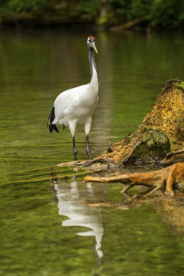 Red-crowned crane (Grus japonensis) standing in a little lake, Austria