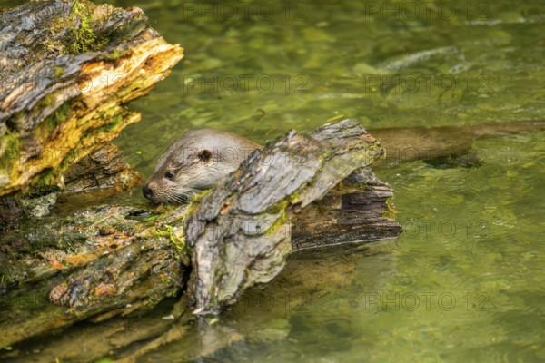 Eurasian otter (Lutra lutra) swimming in a lake, Austria