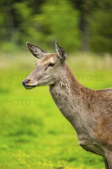 Red deer (Cervus elaphus) hind on a meadow in spring, Austria