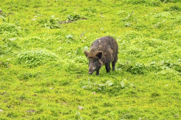 Wild Boar (Sus scrofa) standing on a meadow, Austria