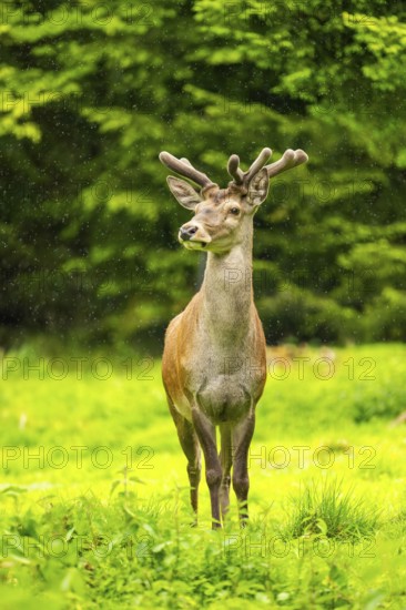 Red deer (Cervus elaphus) stag on a meadow in spring, Austria