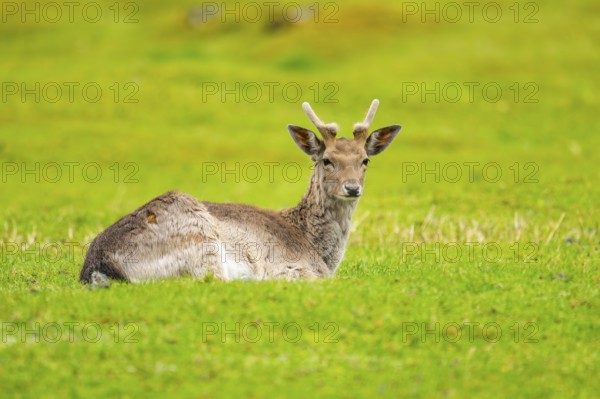 European fallow deer (Dama dama) stag lying on a meadow, Austria