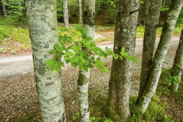 Common beech (Fagus sylvatica) tree trunks standing in forest in spring, Upper Palatinate, Bavaria, Germany