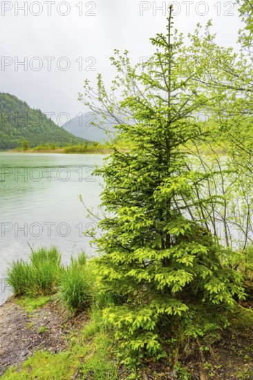 Norway spruce (Picea abies) tree grwoing beside Lake Offensee on a rainy day in spring, Salzkammergut, Austria
