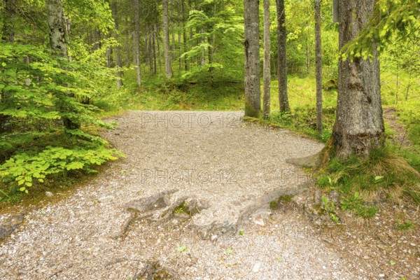 Walking trail going through the forest in spring on a cloudy day, Bavaria, Germany