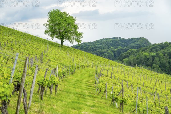 Wild cherry (Prunus avium) tree standing in the middle of a wine yard in southern styria, Austria