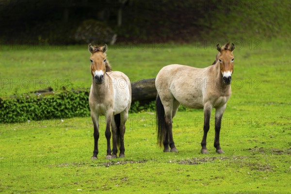 Przewalski's horse (Equus ferus przewalskii) standing on a meadow, Austria, Germany