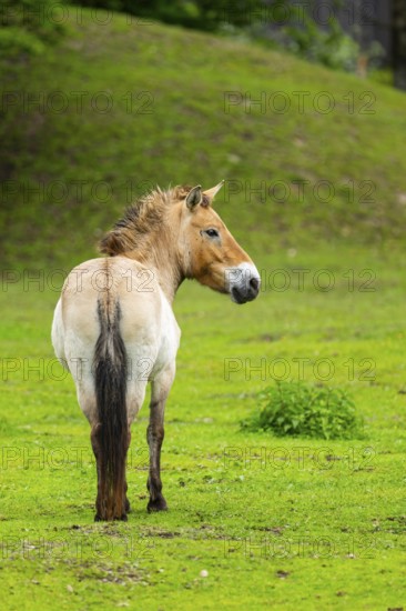 Przewalski's horse (Equus ferus przewalskii) standing on a meadow, Austria, Germany
