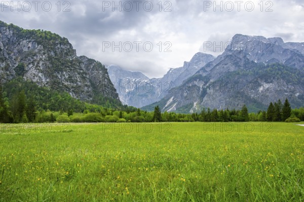 Spring meadow with the Alps in the background on a rainy day, Traunkirchen, Salzkammergut, Austria