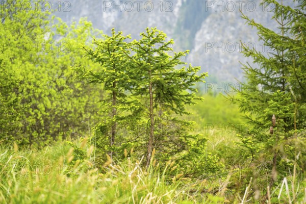 Norway spruce (Picea abies) trees growing in front of the mountains next to Lake Almsee on a rainy day in spring, Salzkammergut, Austria