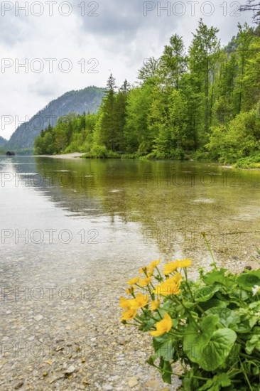 Landscape of Lake Almsee with Marsh-marigold (Caltha palustris) blooming in front on a rainy day in spring, Salzkammergut, Austria